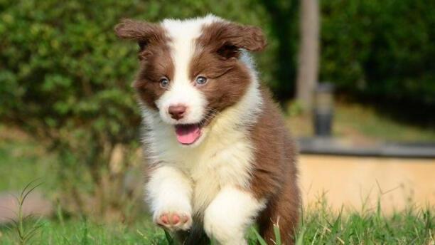 边牧犬多少钱一只幼崽-纯种边牧幼崽怎么辨别