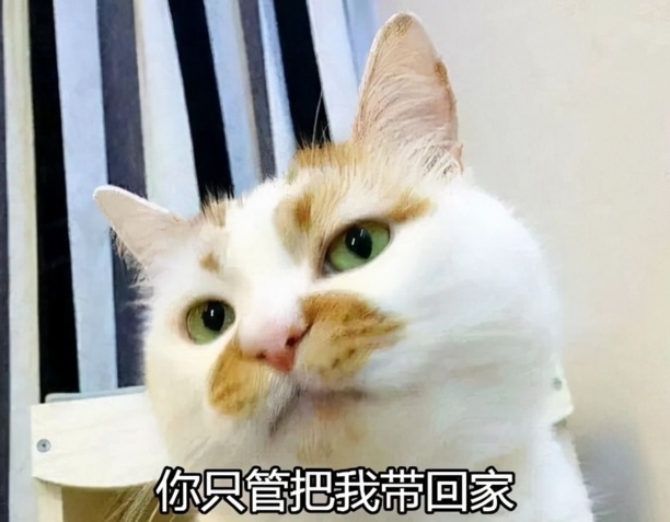 好听的猫咪名字100个-好听的小猫名