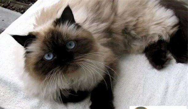 伯曼猫好养吗多少钱一只-英国十大名猫排名