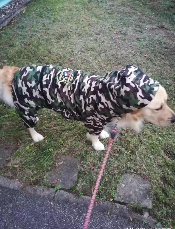你喜欢狗做宠物吗-柴犬报复主人的表现
