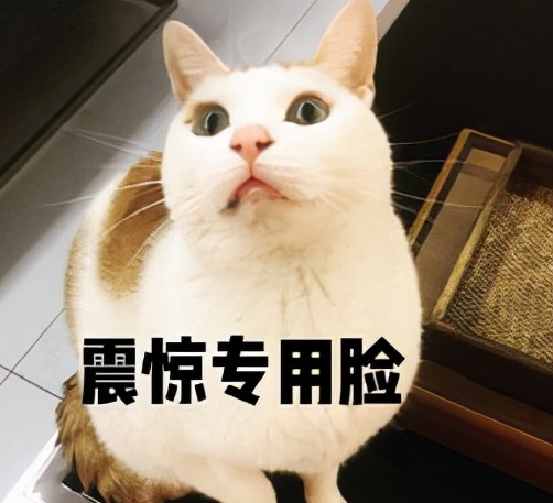好听的猫咪名字100个-好听的小猫名