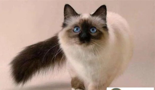 养巴厘猫的十大忠告-巴厘猫优缺点