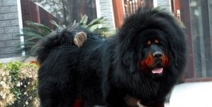 藏獒赤古照片-藏獒多吉原型 藏獒赤古照片-藏獒多吉原型