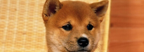 母柴犬会爆脸吗-柴犬真的会保护主人么