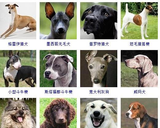 狗的种类有哪些-如何通过照片知道狗狗的品种和名字