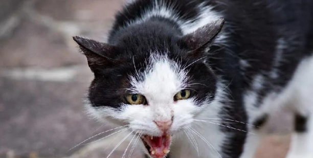 被猫抓了怎么判断没事-猫抓了手指上没出血会不会的狂犬病