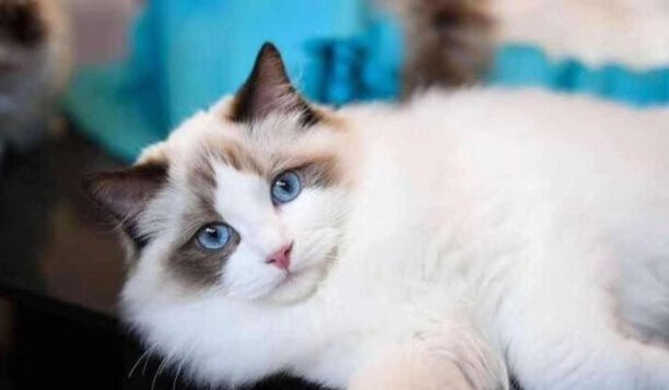 宠物猫的品种价格排行-口碑最好的宠物猫排行榜