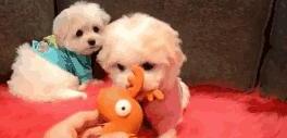 马尔济斯犬太难养了-马尔济斯和泰迪哪个好养