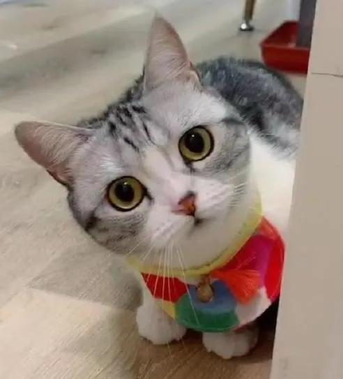 吸猫是啥意思是什么-网络词吸猫是什么意思