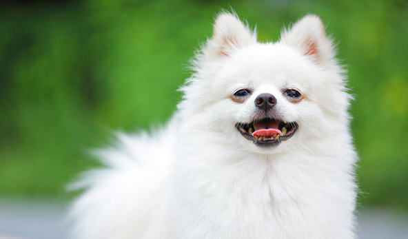 博美犬的寿命是多少年-博美犬的寿命一般是多长