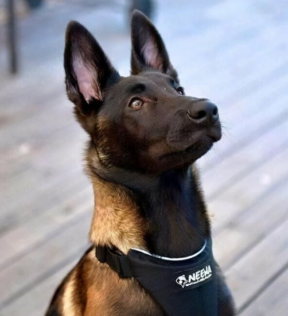 适合独居女生养的护卫犬-家庭护卫犬哪种最好