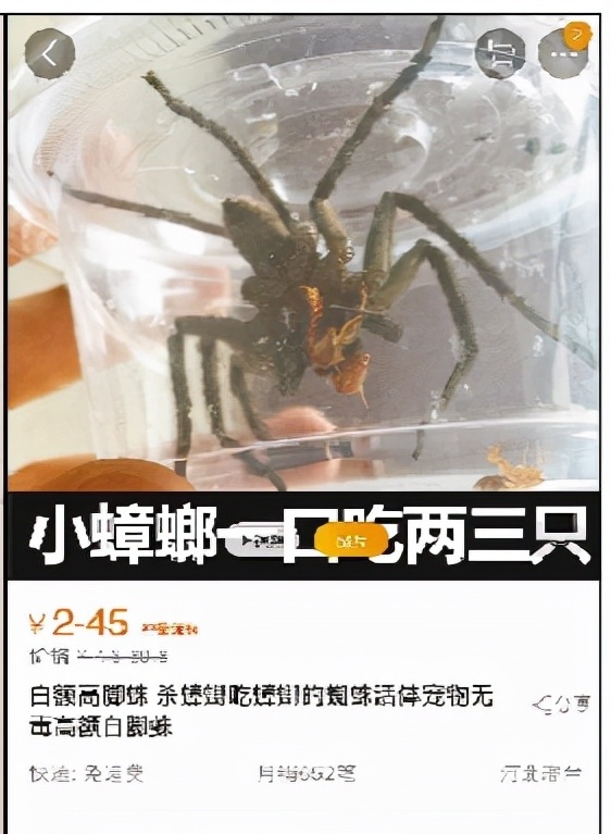 常见的蜘蛛有哪些-家中常见的20种蜘蛛