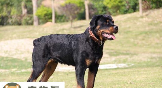 黑背犬和德国牧羊犬的区别-黑背犬的优点和缺点
