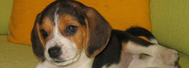比格犬性格特点有什么优缺点-比格犬适合家庭饲养吗
