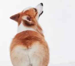 威尔斯柯基犬-卡迪根威尔士柯基智商 威尔斯柯基犬-卡迪根威尔士柯基智商