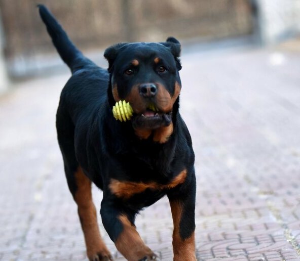 适合独居女生养的护卫犬-家庭护卫犬哪种最好