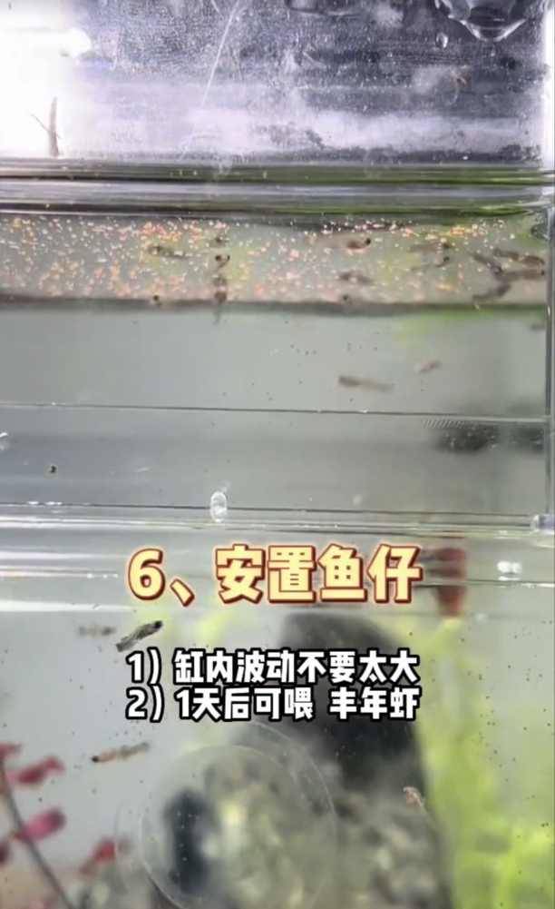 孔雀鱼繁殖详细步骤与方法-孔雀鱼繁殖时间多长