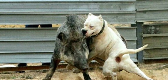酷姿显摆的杜高犬看上去也别有一番情调、纯种杜高犬养殖基地