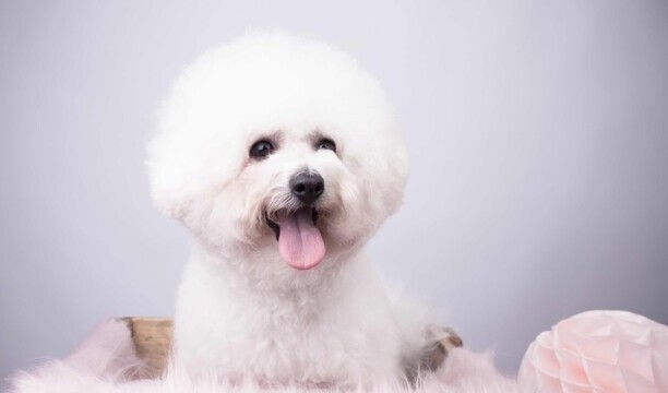 巴比熊犬-名字带巴的狗 巴比熊犬-名字带巴的狗
