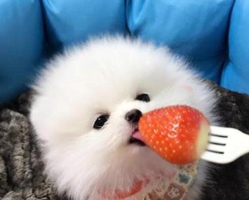 小博美多少钱一只-博美可以长到多少斤 小博美多少钱一只-博美可以长到多少斤