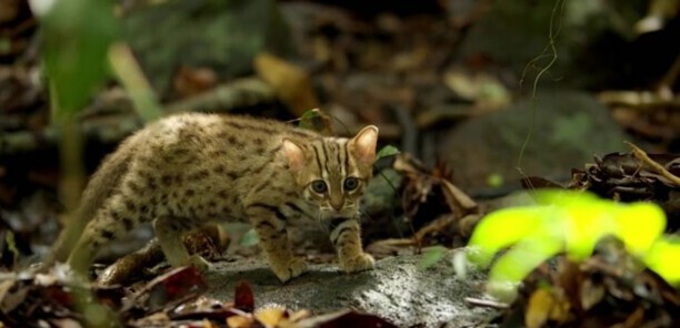 世界上最小的猫-锈斑猫的天敌有哪些