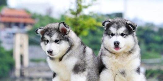 阿拉斯加雪橇犬吃什么-喂养幼犬阿拉斯加雪橇犬的常识