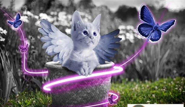 猫三联和妙三多什么区别-妙三多三针成分一样吗