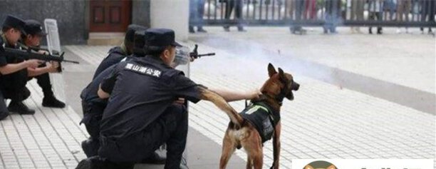 缉毒犬种类有哪些-缉毒犬是公的还是母的