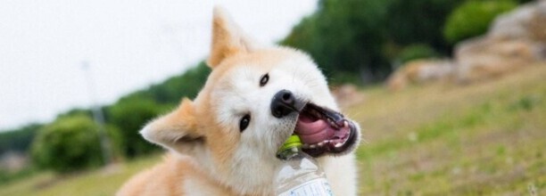 秋田犬经常不带狗绳可以吗-为什么秋田犬不听话