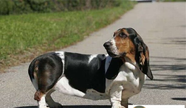 2023年巴吉度猎犬价格一览表-什么是巴吉度犬BassetHound