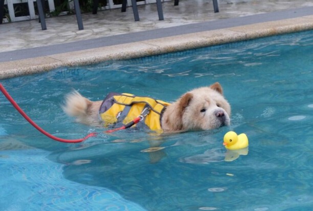 松狮犬怎么饲养,注意什么? 松狮犬怎么饲养,注意什么?