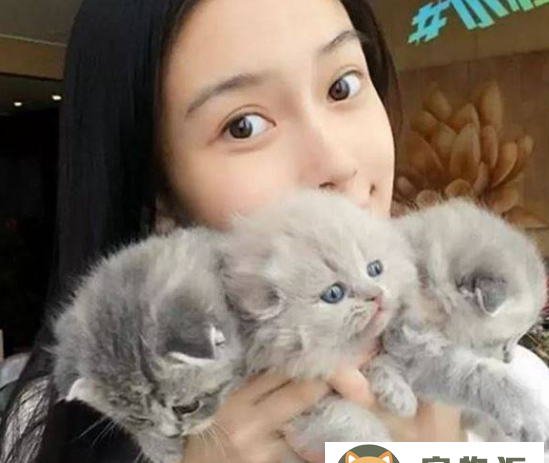 折耳猫的优缺点及缺陷-折耳猫的意思