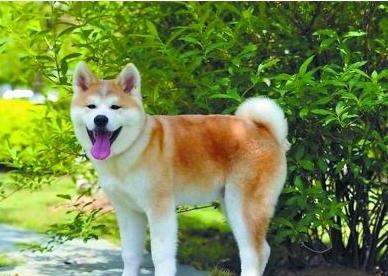 秋田犬经常不带狗绳可以吗-为什么秋田犬不听话