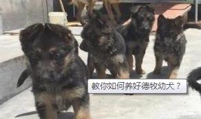 德牧幼犬如何看有多大-教你怎么养好德牧幼犬