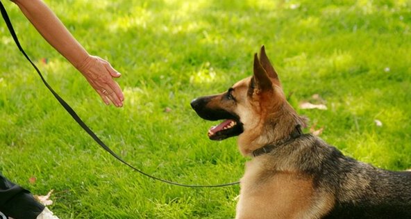 适合独居女生养的护卫犬-家庭护卫犬哪种最好