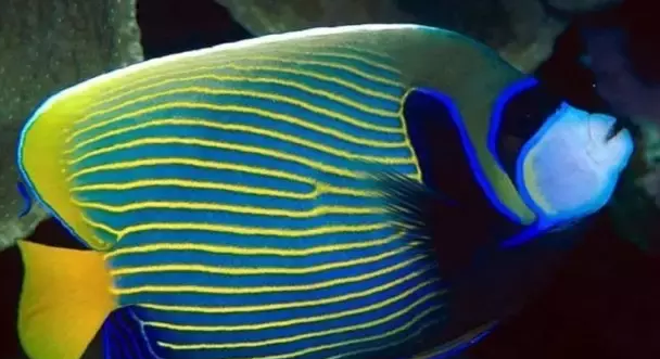 十大养不死的海水鱼-最便宜的海水鱼排行榜