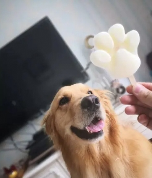 金毛犬小狗如何训练-金毛怎么训练 金毛犬小狗如何训练-金毛怎么训练