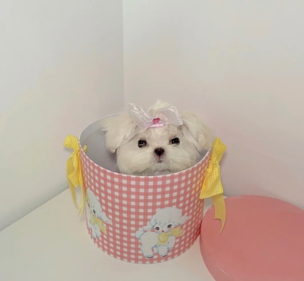 马尔济斯犬太难养了-马尔济斯和泰迪哪个好养