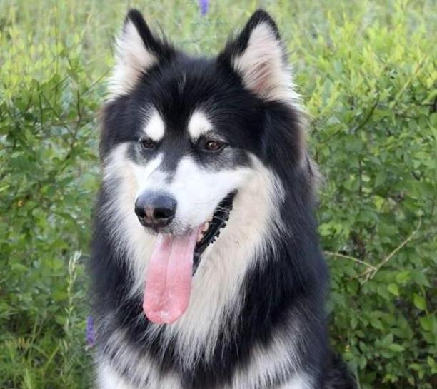 阿拉斯加雪橇犬吃什么-喂养幼犬阿拉斯加雪橇犬的常识