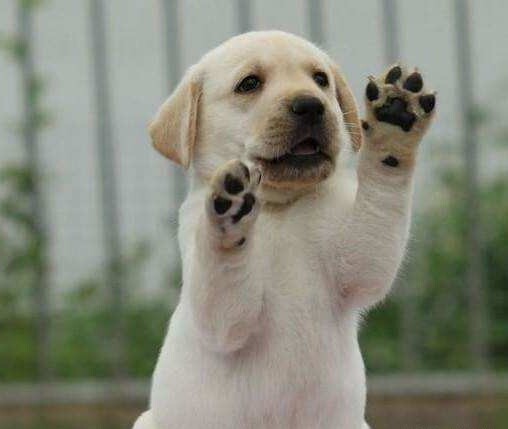 35天拉布拉多幼犬喂养小知识-拉布拉多几个月可以吃干狗粮 35天拉布拉多幼犬喂养小知识-拉布拉多几个月可以吃干狗粮