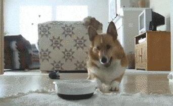 狗狗正确喂食时间表-狗狗正确喂食和遛狗时间