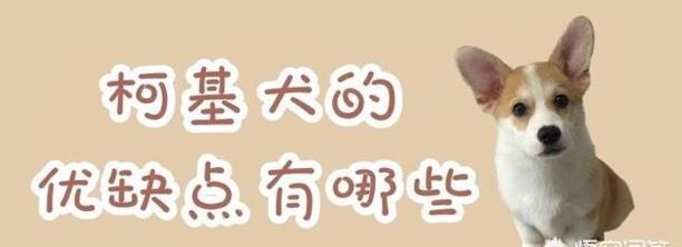柯基犬有哪些优缺点-柯基突然发疯一样乱跑 柯基犬有哪些优缺点-柯基突然发疯一样乱跑