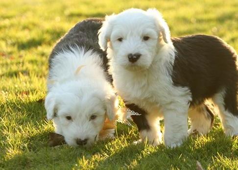2023年古牧价格一览表-古牧幼犬黑色灰色毛价格区别
