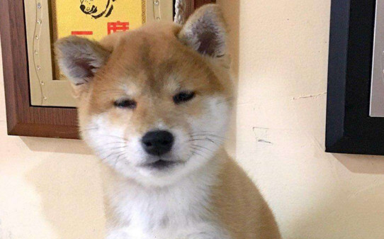 6个月的柴犬亲近人吗-柴犬是只认一个主人吗