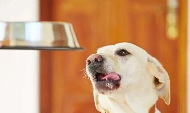 犬瘟有哪些症状？