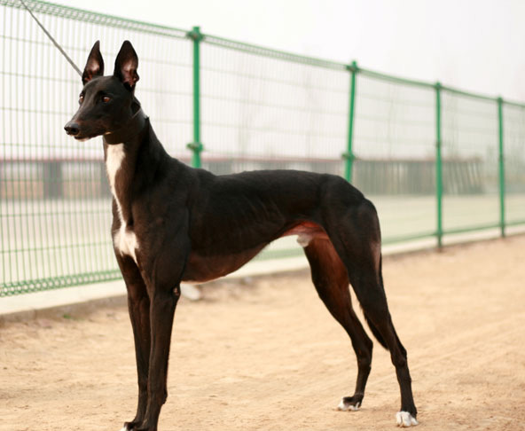 灵缇为什么禁养-灵缇犬优点和缺点 灵缇为什么禁养-灵缇犬优点和缺点
