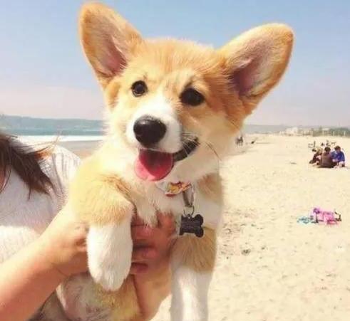 威尔斯柯基犬-卡迪根威尔士柯基智商 威尔斯柯基犬-卡迪根威尔士柯基智商