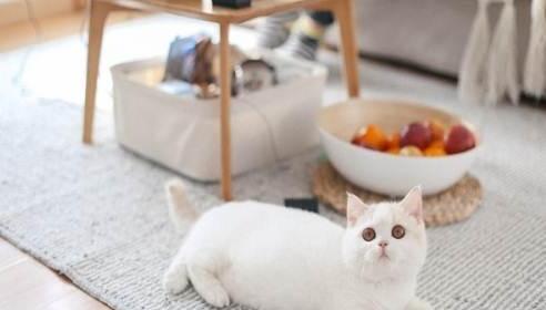 短腿猫是什么品种-短腿猫能跳多高