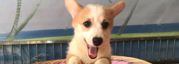 楼房家里适合养什么大型犬品种-适合楼房养的温顺的狗