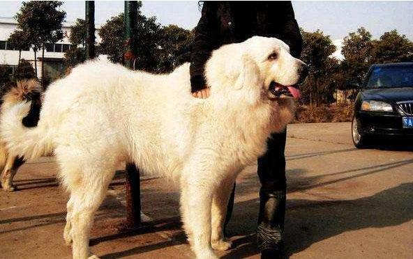 大白熊犬为什么禁养-大白熊怎么挑